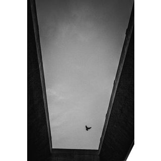 Jason Mageau Lone Bird in Los Angeles Photograph (Canvas) For Sale