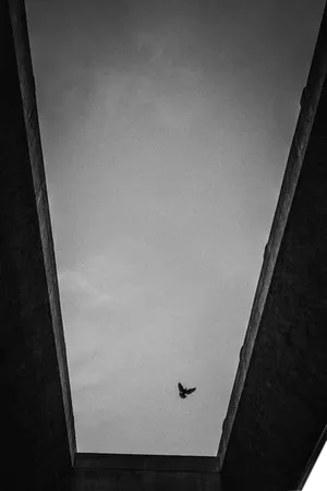 Jason Mageau Lone Bird in Los Angeles Photograph (Canvas)