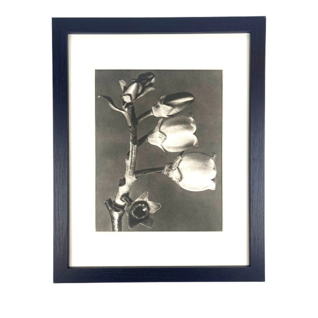 1940s Framed Botanical Blossfeldt Print - No. 47 For Sale