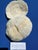 60-Piece Fine Seashell & Coral Collection For Sale - Image 12 of 18