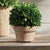 Early 21st Century Boxwood Ball In Pot Medium For Sale - Image 5 of 6