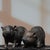 Chinese Vintage Pair of Gilt Bronze Pig Figures - Chinese Zodiac Sculptures For Sale - Image 3 of 9
