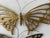 A Pair of Vintage Soild Brass Butterfly Wall Hangings For Sale In Austin - Image 6 of 9