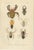 Orange Sumatran Spiders Orb Weavers & Jumping Spiders, 1887, Paper For Sale - Image 8 of 10