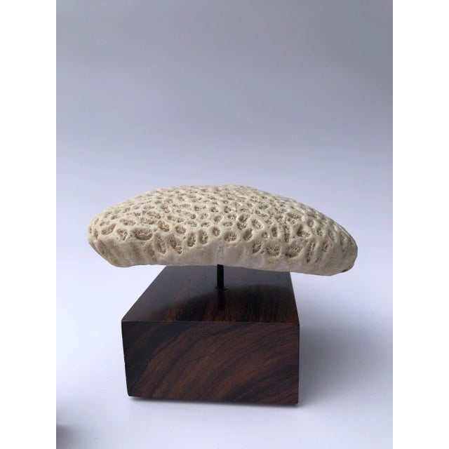 1970s Mounted Coral Fossil Specimens- Set of 2 For Sale - Image 9 of 12