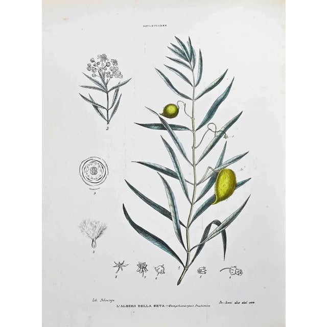 Lithograph hand watercolored. Plate from "Atlante di Botanica popolare ossia Illustrazione di Piante Notevoli di ogni...