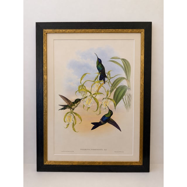 1990s Framed Prints, Set of 2, Refulgent Wood-Nymph, and Black-Banded Wood-Nymph, Hummingbirds Hill House Editions For Sale - Image 4 of 12
