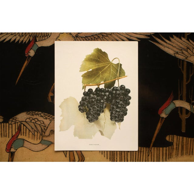 1900s U. P. Hedrick, Original Antique Photogravure of Early Victor Grapes For Sale In Dallas - Image 6 of 7