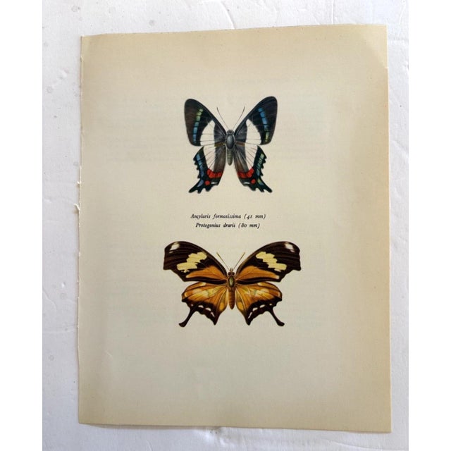 Up for sale is this gorgeous lithograph by F. Prochazka, published in Great Britain in 1965. It is in excellent, gently-...