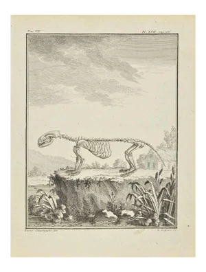 Louis Legrand, The Skeleton, Etching, 1771