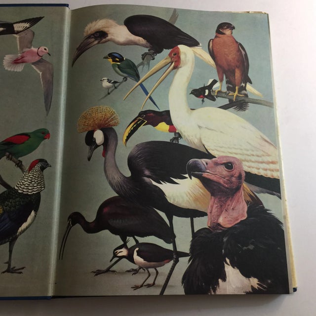 Shabby Chic 1977 World of Birds Roger Tory Peterson Book For Sale - Image 3 of 11