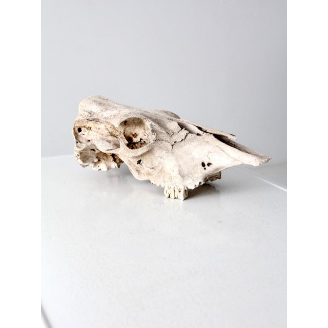 Rustic Weathered Cow Skull For Sale - Image 12 of 13