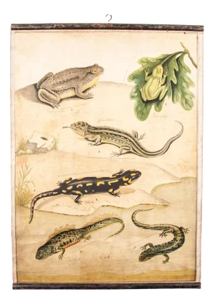 19th Century Czechoslovakian Educational Chart of Amphibians