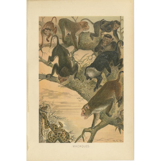 Macaques, Antique Monkey Print, Victorian Zoological Illustration 1894 This animated scene portrays a group of macaques...