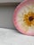 French Country French Majolica Pink Daisy Plate Orchies, Circa 1890 For Sale - Image 3 of 4