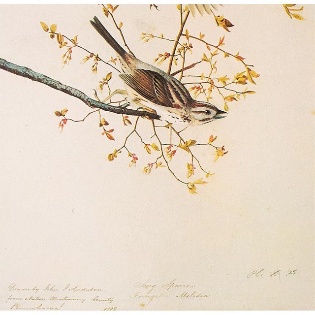 John James Audubon 1966 Vintage Farmhouse Cottage Print "Song Sparrow" After John James Audubon For Sale - Image 4 of 7