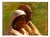 Cesare Biseo, Portrait of Two African Women, Oil Painting For Sale