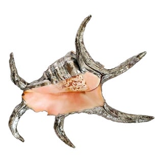 Real Spider Conch Seashell Silver Dipped Shell For Sale