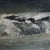 This antique oil on canvas painting depicts a mountain wilderness scene in the style of the Hudson River School, dating to...