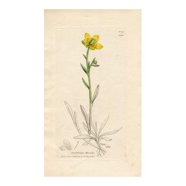 1840s, Yellow Marsh Saxifrage Botanical Print by James Sowerby, Original Antique Botanical Engraving, England For Sale