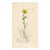 1840s, Yellow Marsh Saxifrage Botanical Print by James Sowerby, Original Antique Botanical Engraving, England For Sale