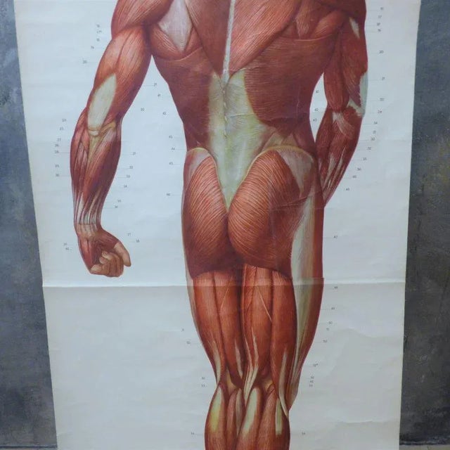 1950s Vintage School Board "Muscle of Man", Germany, 1950s For Sale - Image 5 of 6