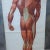 1950s Vintage School Board "Muscle of Man", Germany, 1950s For Sale - Image 5 of 6