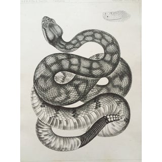 Antique California Rattlesnake Lithograph For Sale