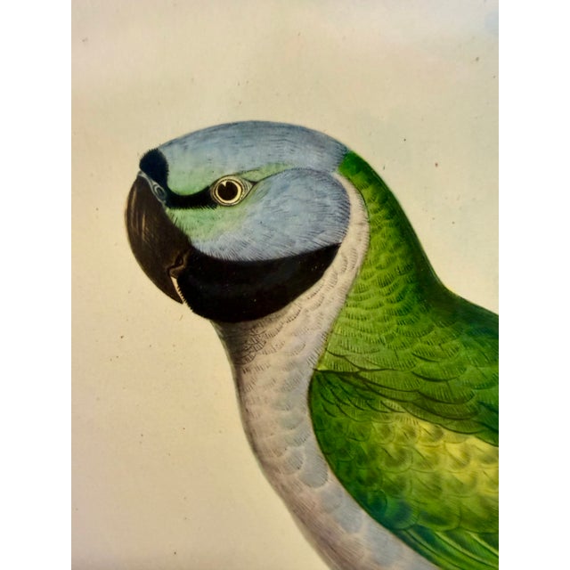 John Gould Hand-Colored Lithograph, Earl of Derby’s Parakeet For Sale - Image 4 of 7