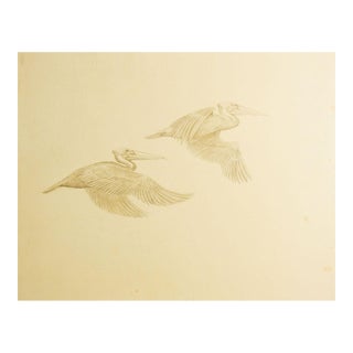 Vintage Pelicans in Flight Drawing For Sale