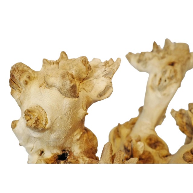 2020s Organic Tea Tree on Stand For Sale - Image 5 of 8