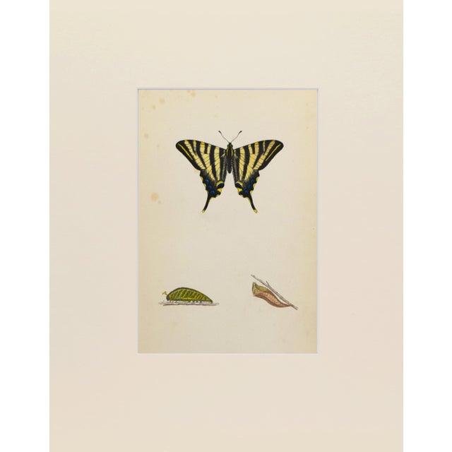 Hand colored butterfly lithograph showing different stages and sexes of a butterfly species from caterpillar to chrysalis...