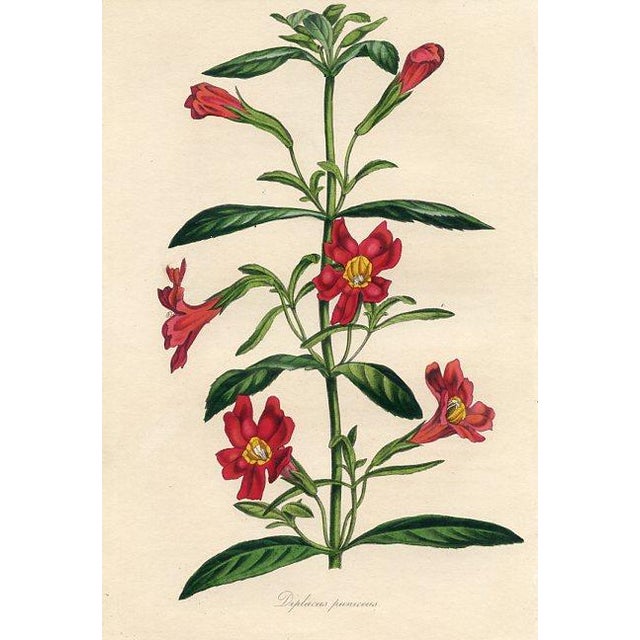 Original early 1800s hand colored botanical print that appeared in the "Magazine of Botany", a British horticultural...