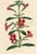 Original early 1800s hand colored botanical print that appeared in the "Magazine of Botany", a British horticultural...