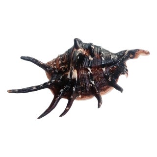 Natural Lambis Lambis Shell(size 117 Mm)good Condition For Sale