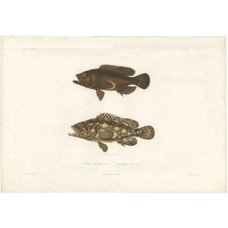 Spotted Groupers, 1840s, Paper For Sale
