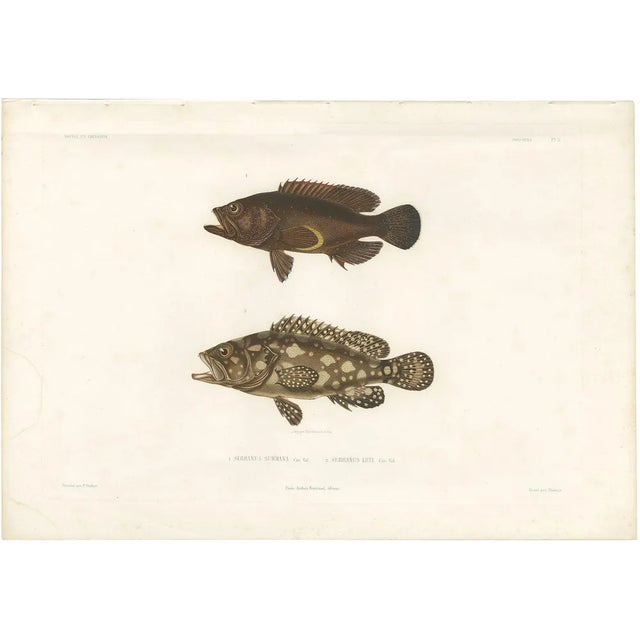 Spotted Groupers, 1840s, Paper For Sale