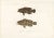 Spotted Groupers, 1840s, Paper For Sale