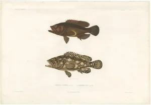 Spotted Groupers, 1840s, Paper