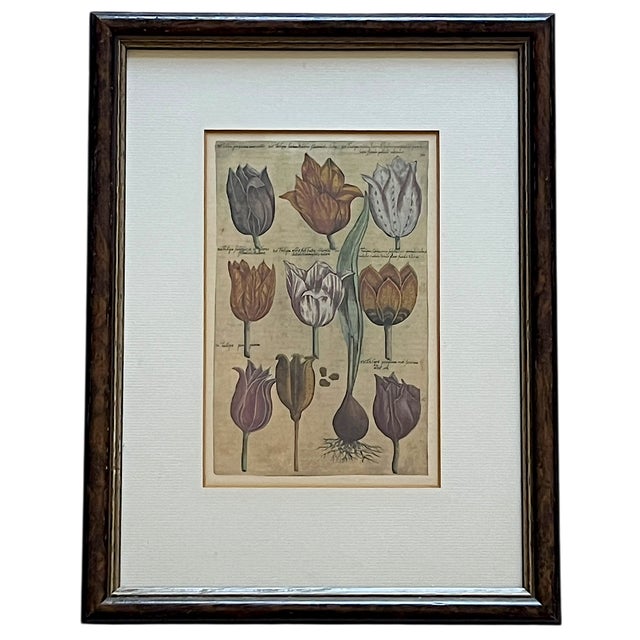 A refined and quietly striking set of three antique Dutch botanical engravings, professionally framed in Antwerp in the...