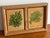 For the plant lover, a charming pair of plant tiles framed together. Pretty pictures of Creeping Charlie and the...