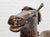 Antique European Hand Carved Wooden Horse Folk Art Sculpture on Wheeled Base For Sale - Image 10 of 16