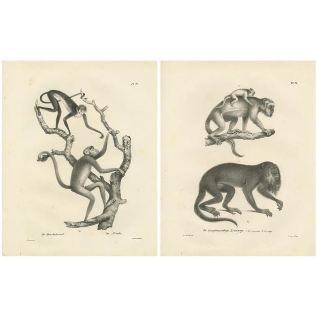 C. Last, Forest Devil, Miriki & Long-Bearded Howler Monkeys, 1836, Lithographs, Print For Sale
