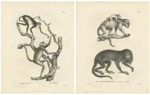 C. Last, Forest Devil, Miriki & Long-Bearded Howler Monkeys, 1836, Lithographs, Print