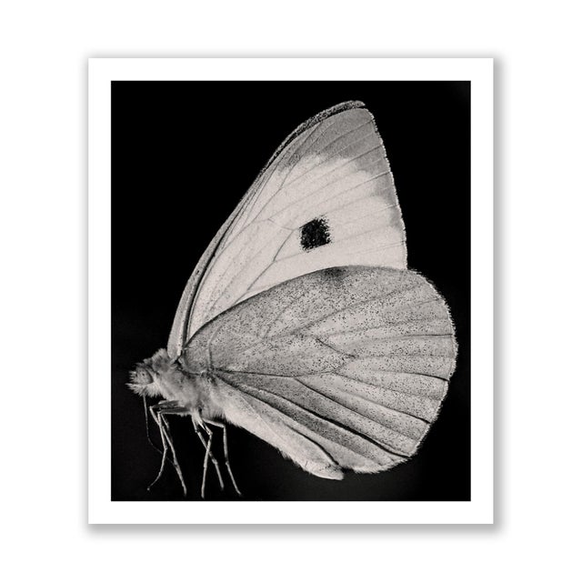 Contemporary Guy Sargent, The Butterfly, Photograph For Sale - Image 3 of 5