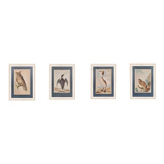 18th Century Watercolors of Birds by Abraham Van Meertens (1747-1823) - Set of 4 For Sale