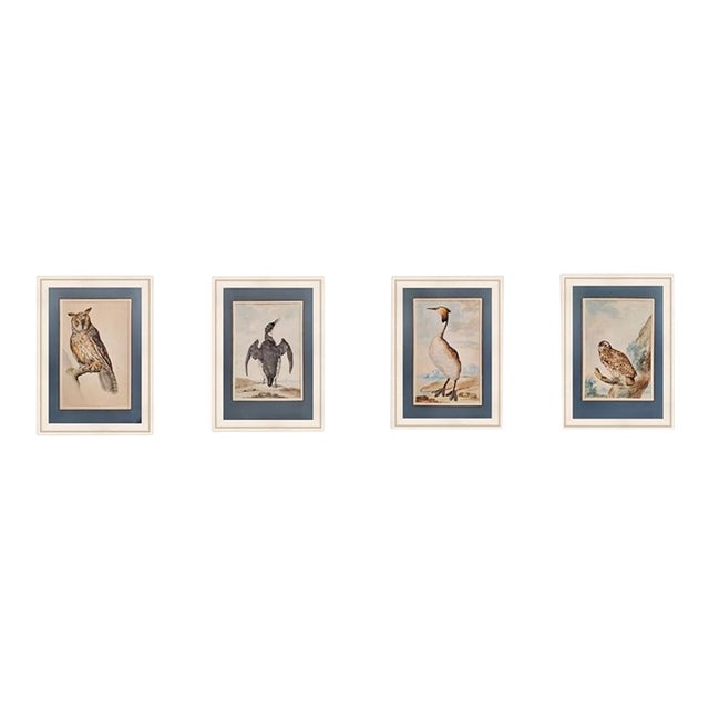 18th Century Watercolors of Birds by Abraham Van Meertens (1747-1823) - Set of 4 For Sale