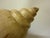 Late 20th Century Sarreid Ltd. Style Large Carved Wood Conch Shell Sculpture on Acrylic Base For Sale - Image 15 of 18