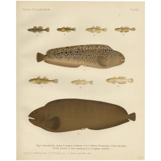 Spotted Wolffish and Broadhead Wolffish and Gobies, 1895, Paper For Sale