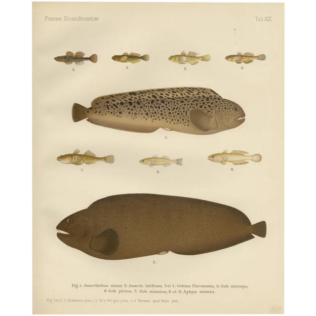 Spotted Wolffish and Broadhead Wolffish and Gobies, 1895, Paper For Sale